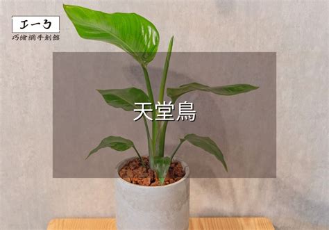 天堂鳥生長速度|天堂鳥植物完全栽培指南 從選擇到養護 